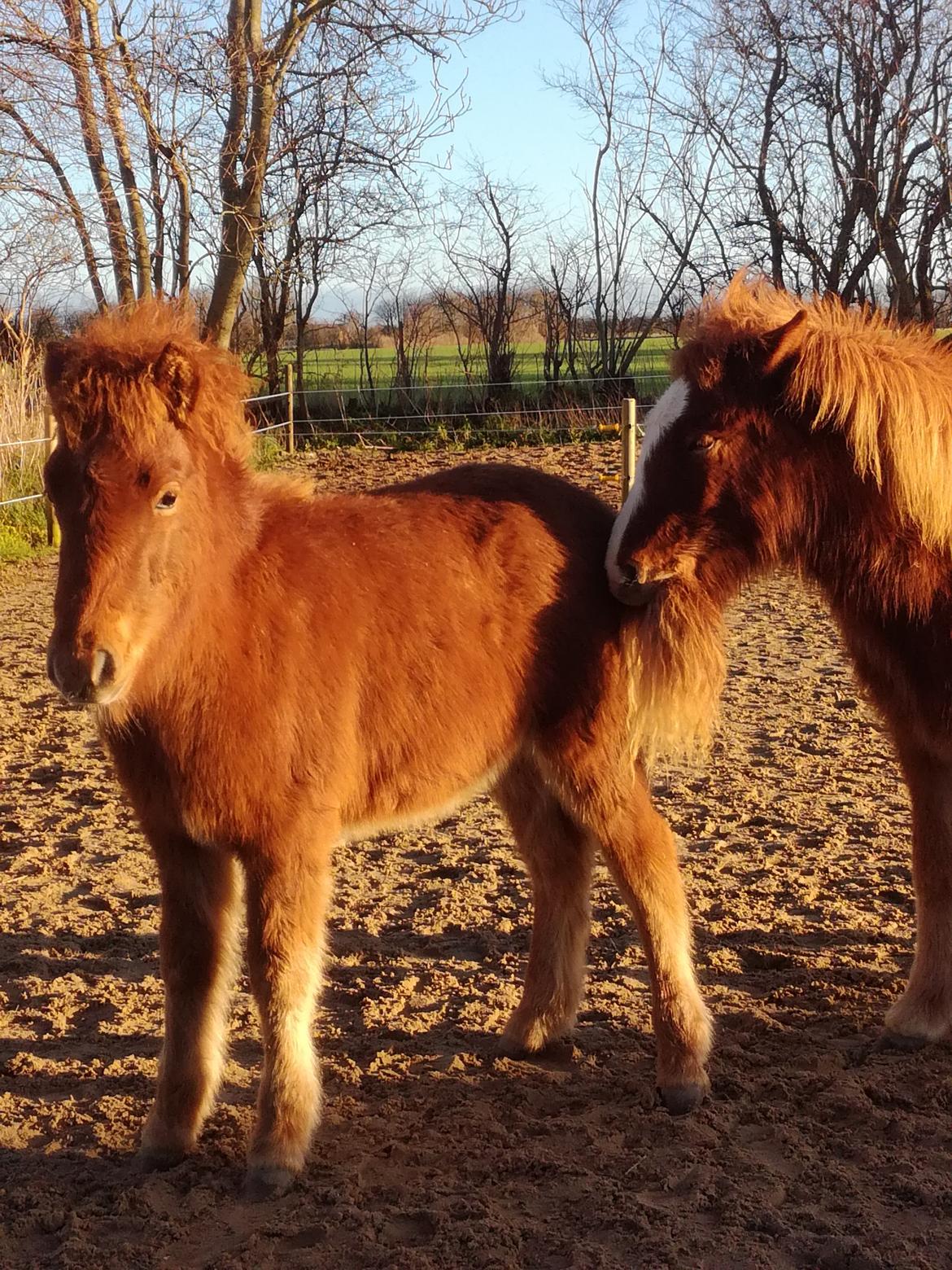 Islænder Gjafar fra Østervang billede 16