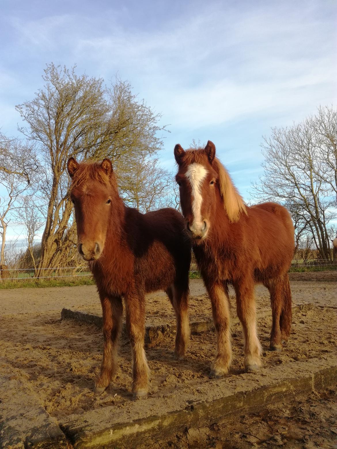 Islænder Gjafar fra Østervang billede 17