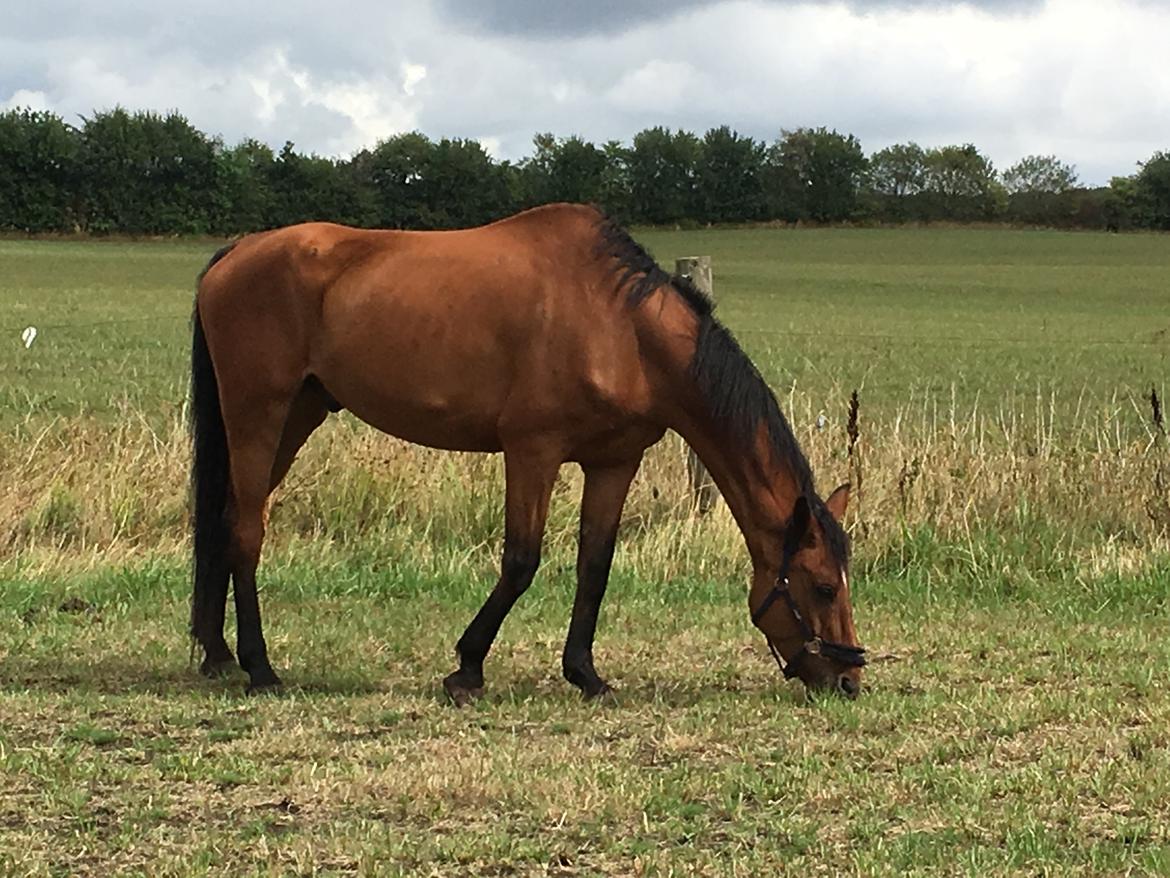 Dansk Varmblod Respect's Don Romanic billede 3