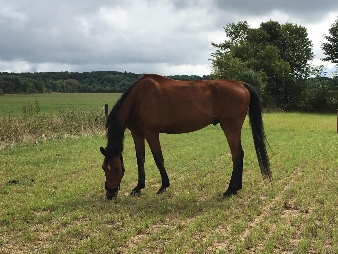 Dansk Varmblod Respect's Don Romanic billede 7