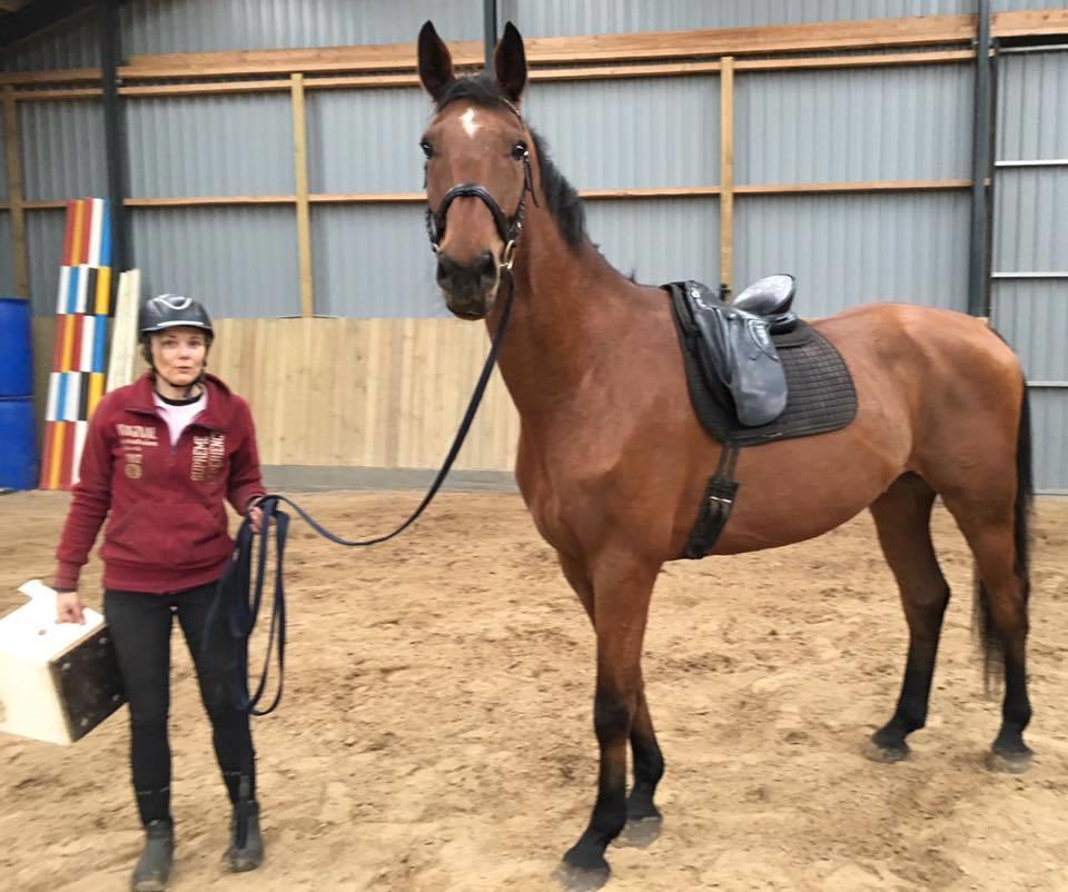 Dansk Varmblod Respect's Don Romanic billede 11