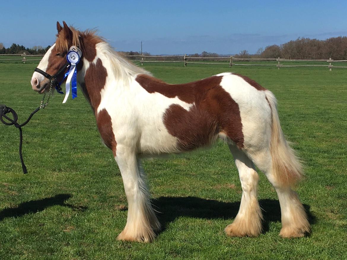 Tinker Satin's Quickie Solgt billede 3