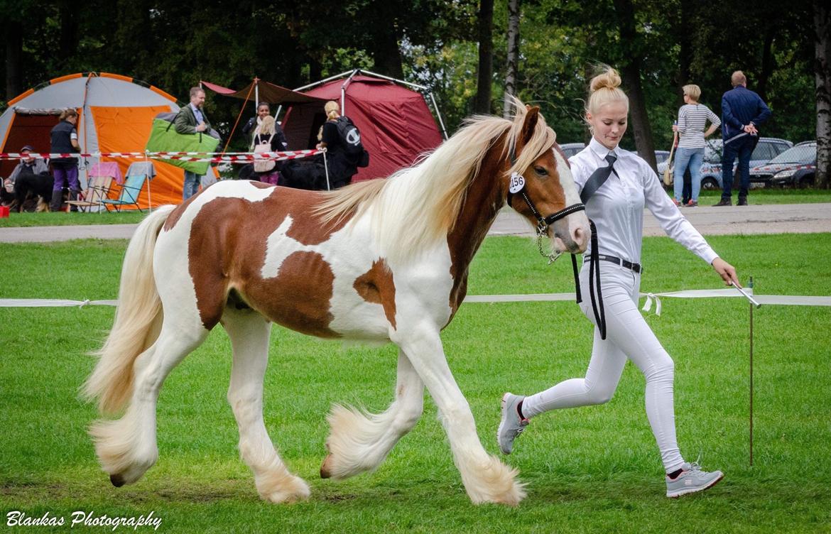 Tinker Satin's Quickie Solgt billede 1