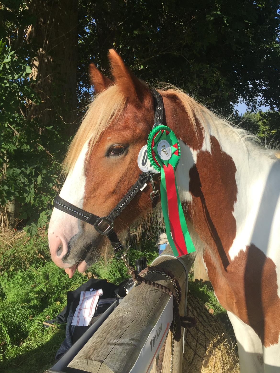 Tinker Satin's Quickie Solgt billede 6