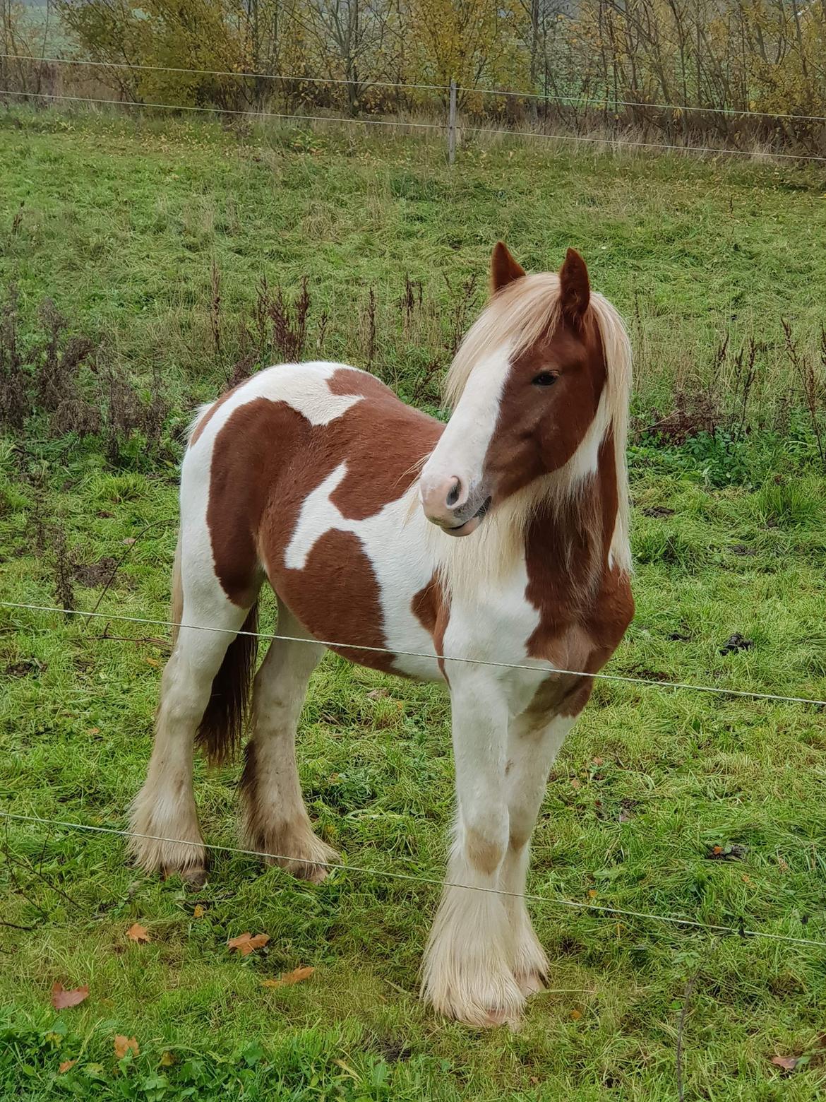 Tinker Satin's Quickie Solgt billede 8