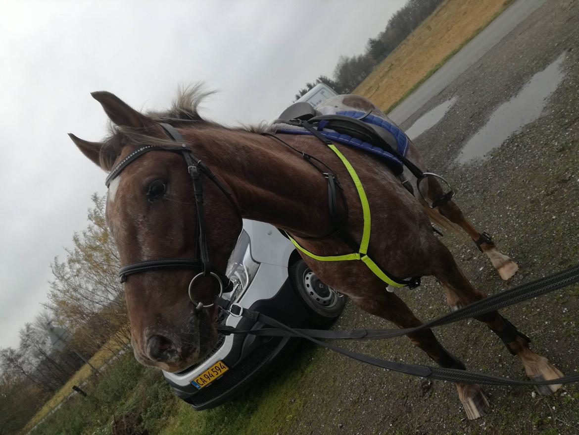 Anden særlig race Dybro Surprice  billede 6