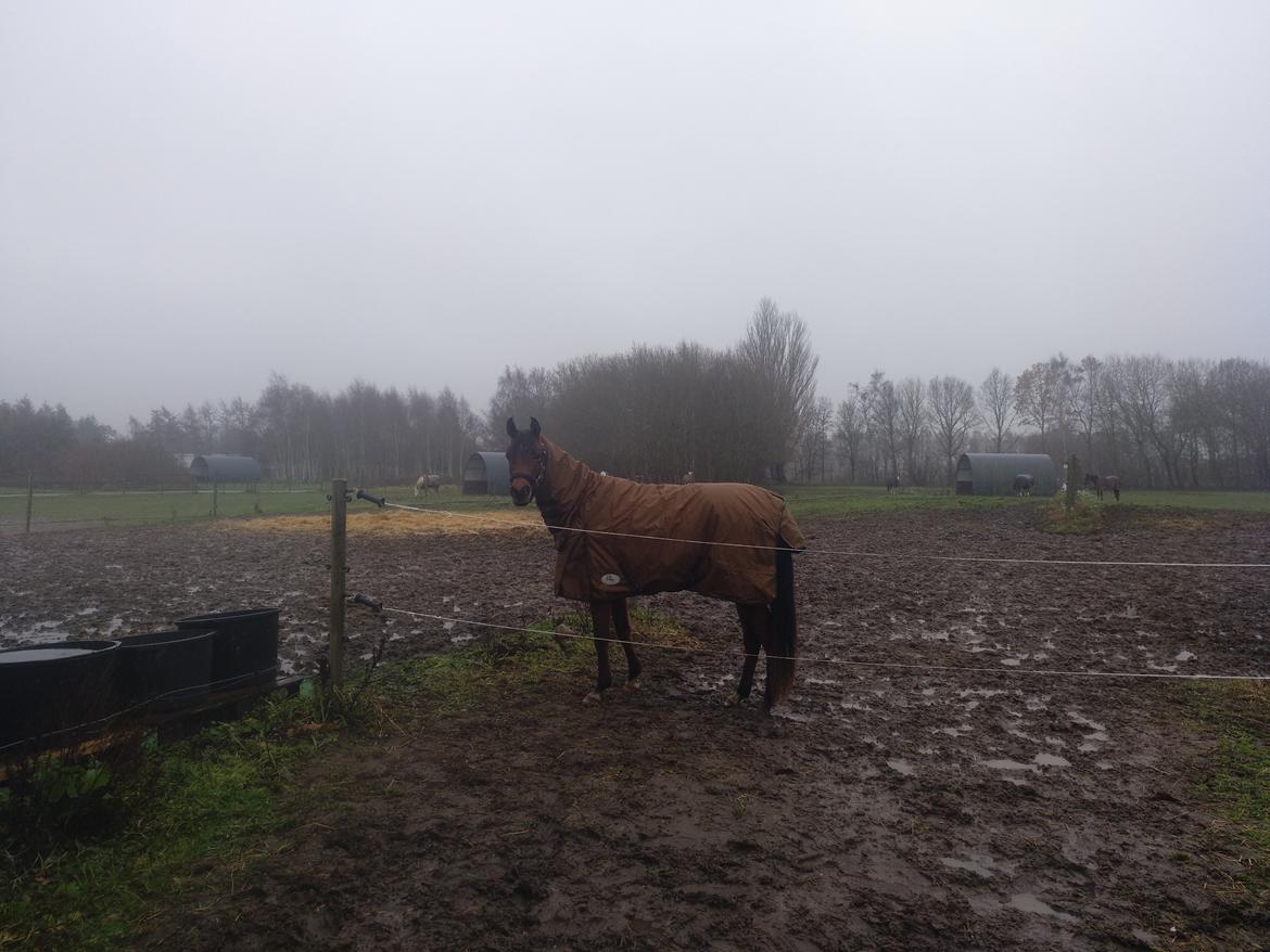 Arabisk fuldblod (OX) Fe rashid ox billede 5