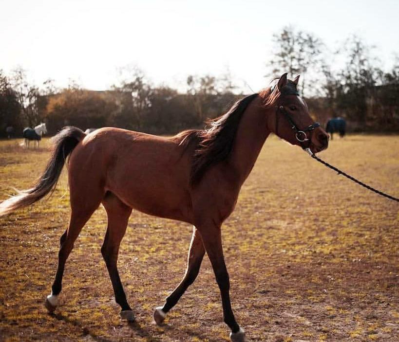 Arabisk fuldblod (OX) Fe rashid ox billede 6