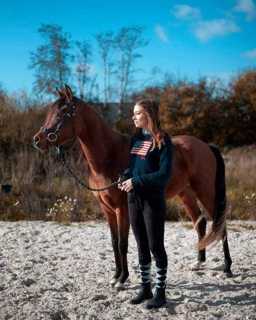 Arabisk fuldblod (OX) Fe rashid ox billede 7