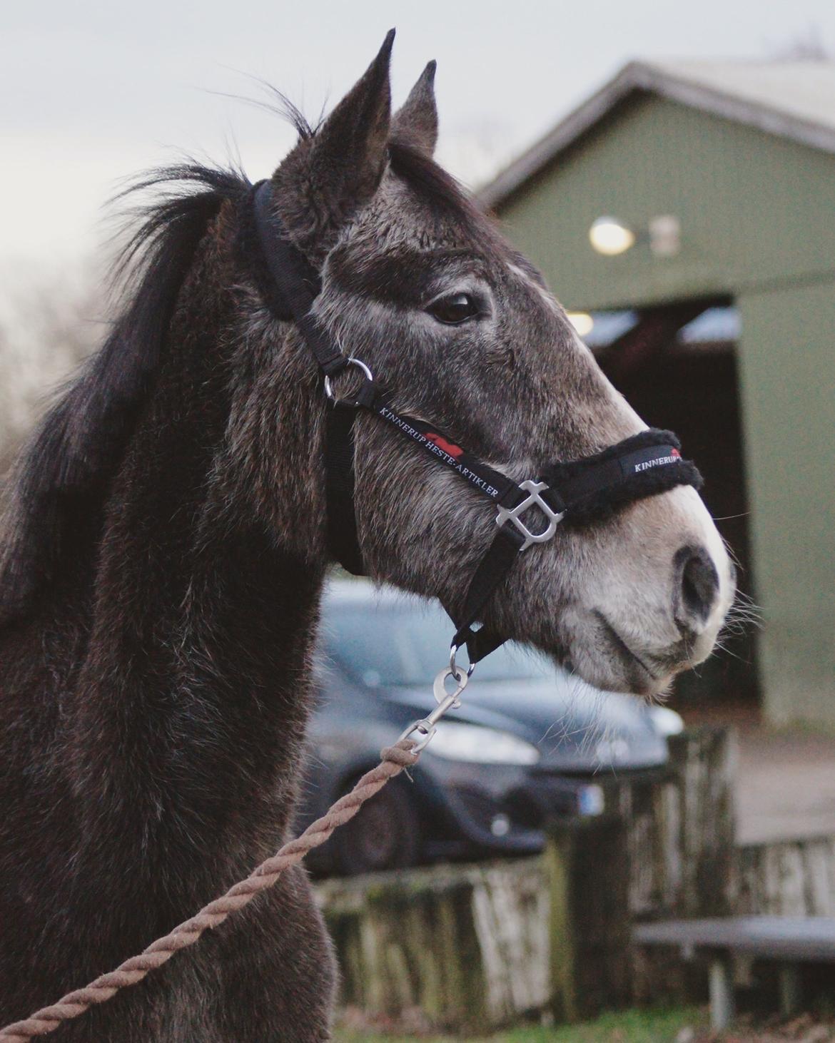 Anden særlig race Moon’s Knight Dancer  - Dagen jeg fik ham hjem billede 7