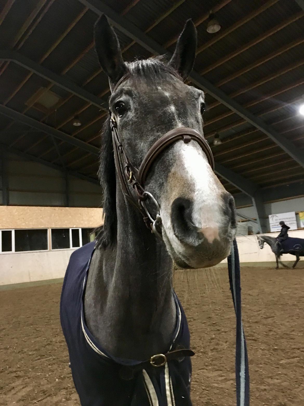 Anden særlig race Moon’s Knight Dancer  billede 21