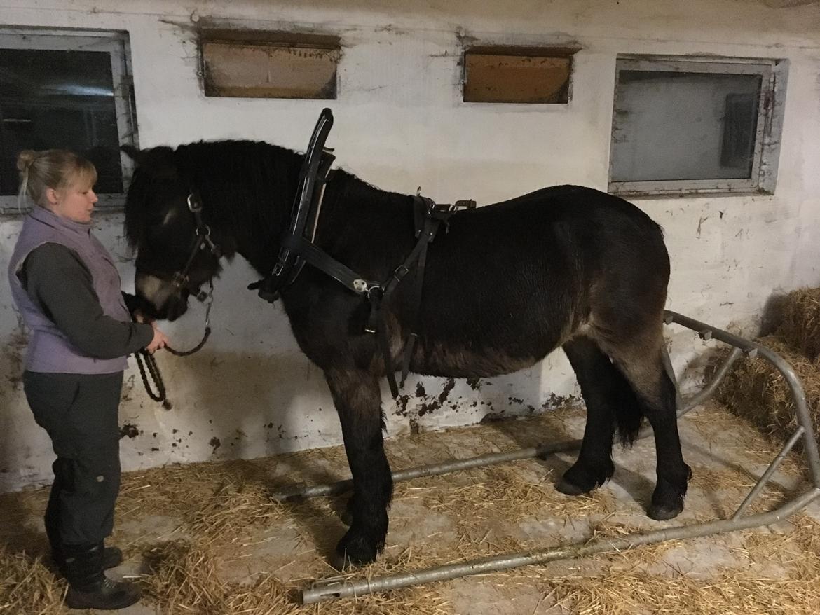 Nordsvensk Skovhest Ry's Zally - 08.12.18 - øvede indparkering for første gang. billede 7