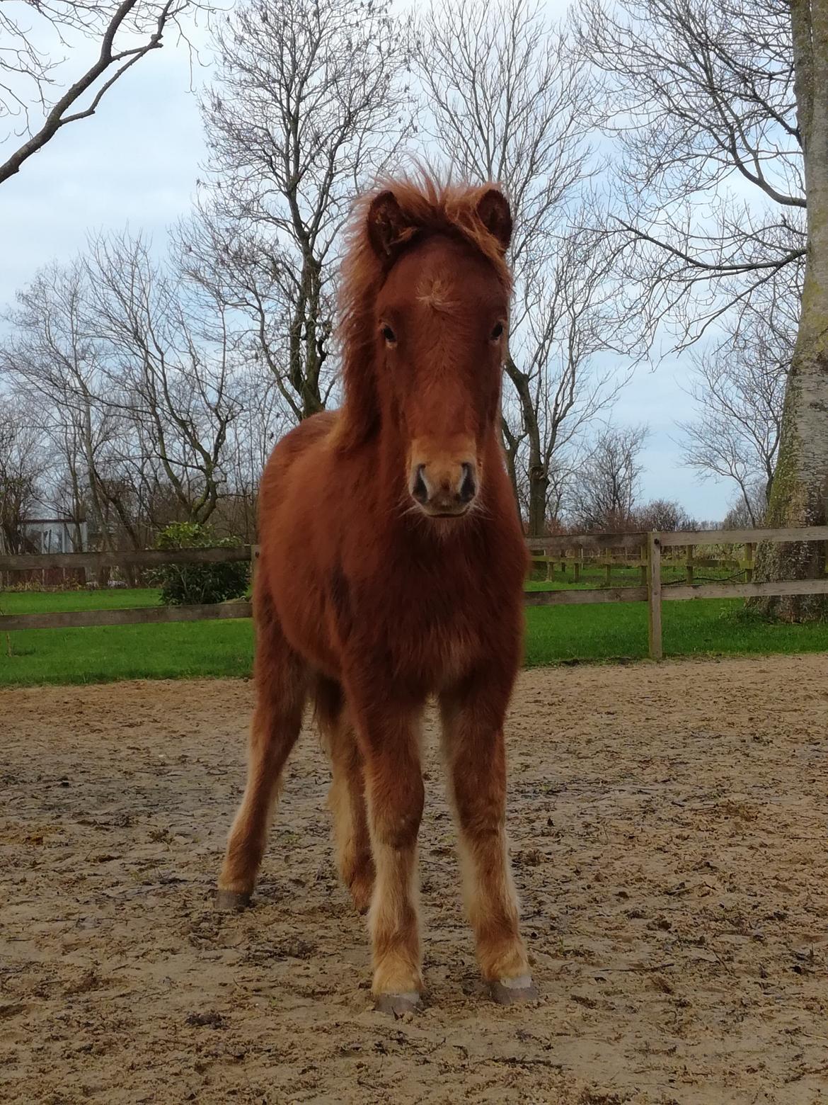Islænder Gjafar fra Østervang billede 1