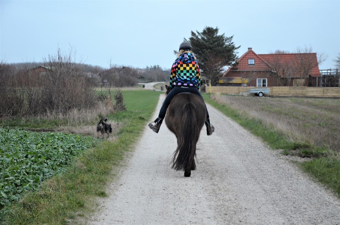 Islænder Embla fra Bakholm (Fartbøllen <3) billede 4