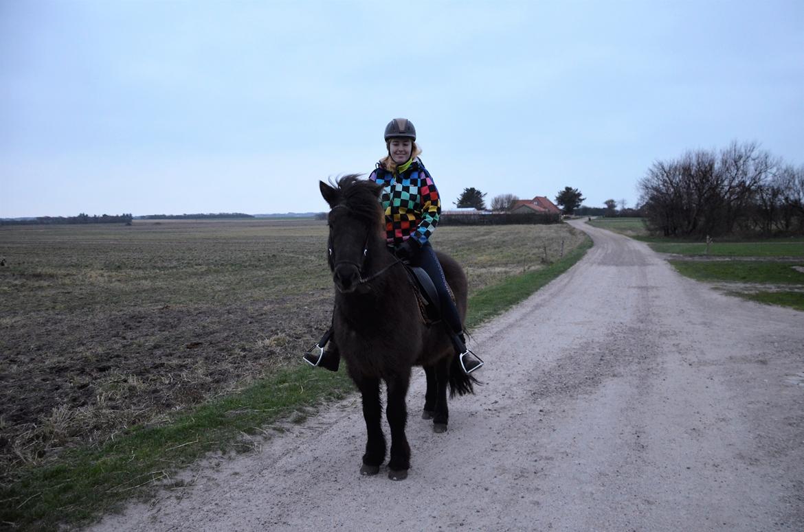 Islænder Embla fra Bakholm (Fartbøllen <3) billede 5