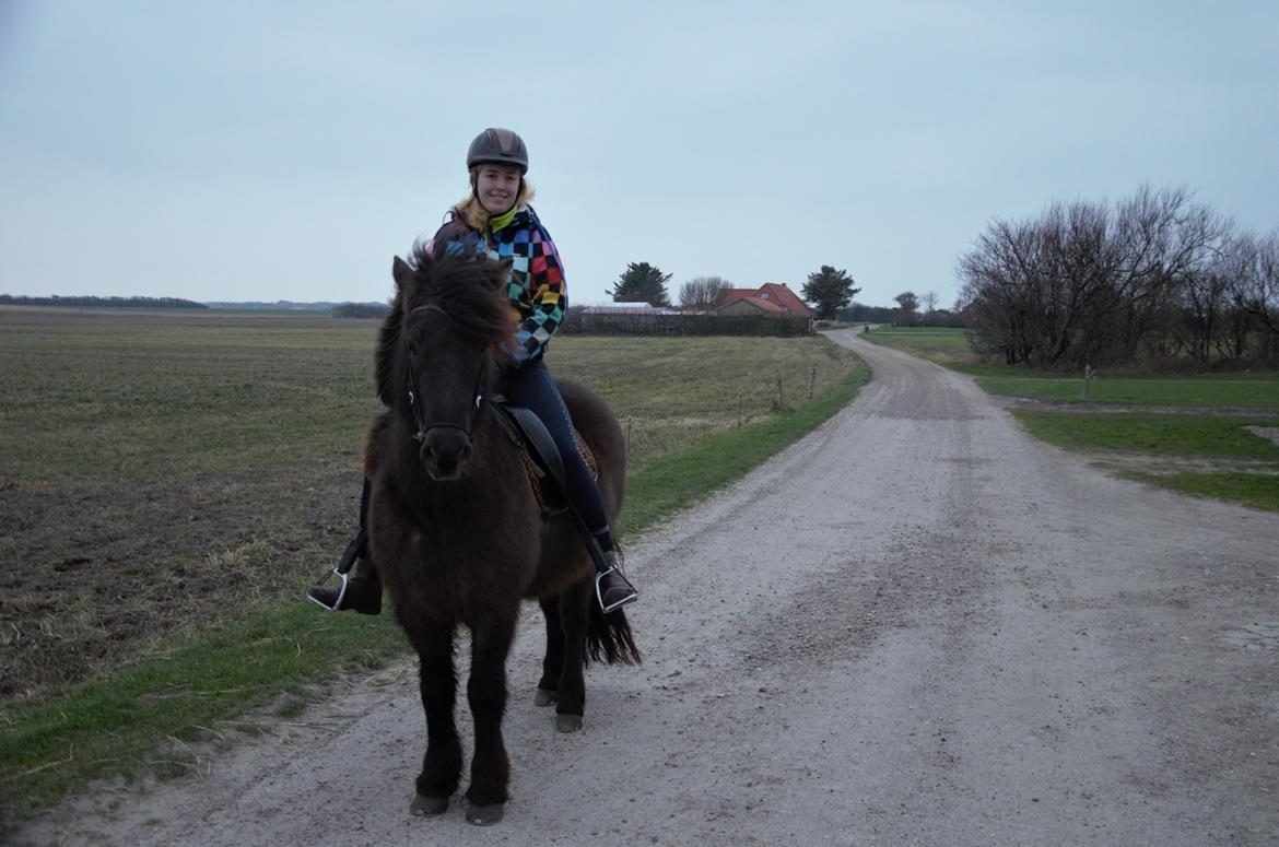 Islænder Embla fra Bakholm (Fartbøllen <3) billede 8