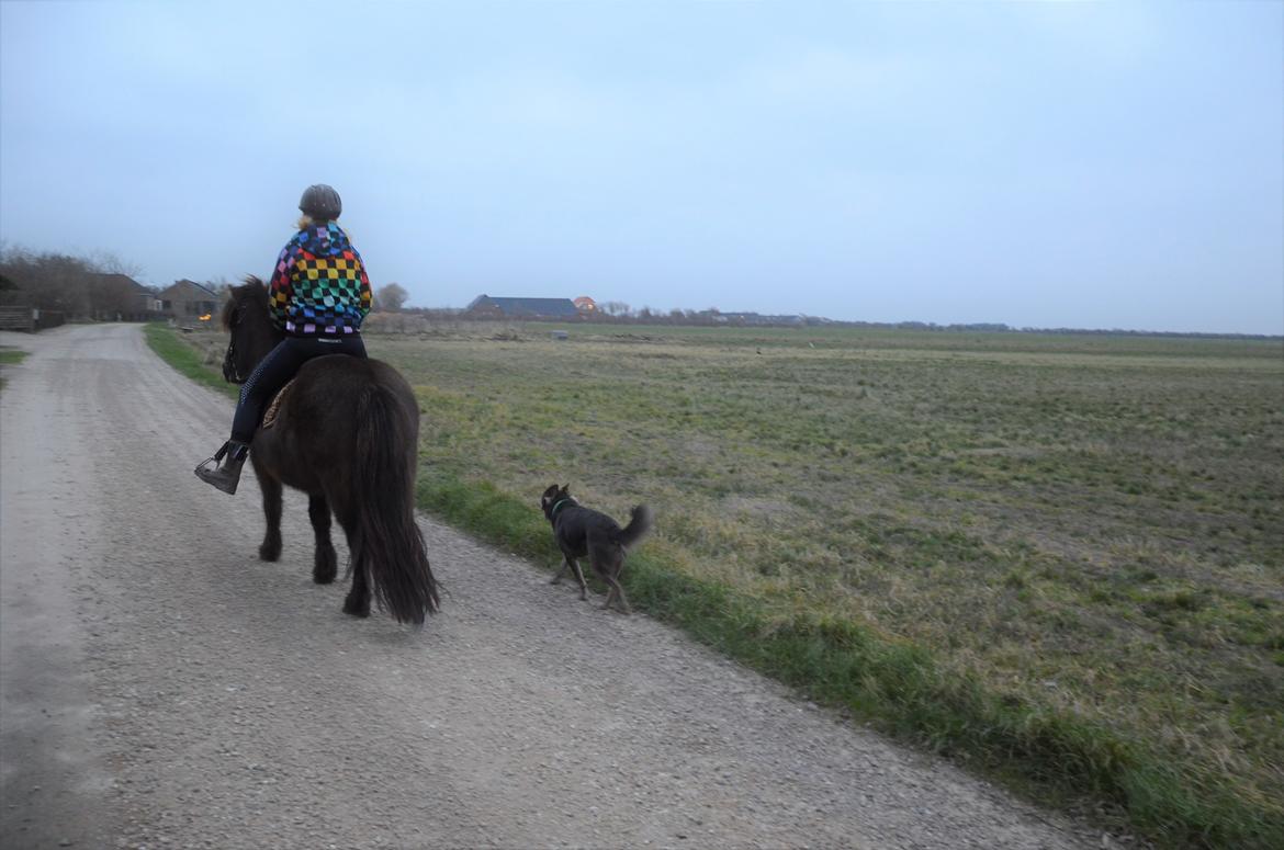 Islænder Embla fra Bakholm (Fartbøllen <3) billede 13