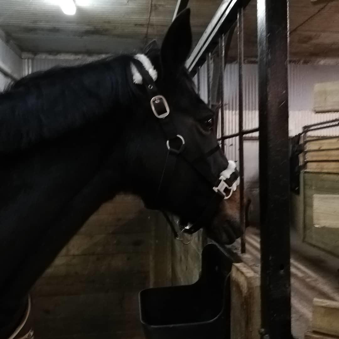 Tysk Sportspony | Etna | *Lille Pigen* |  billede 12