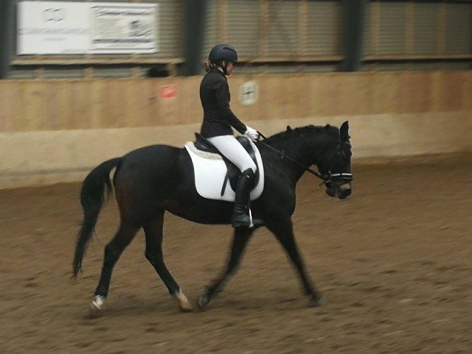 Tysk Sportspony | Etna | *Lille Pigen* |  billede 17