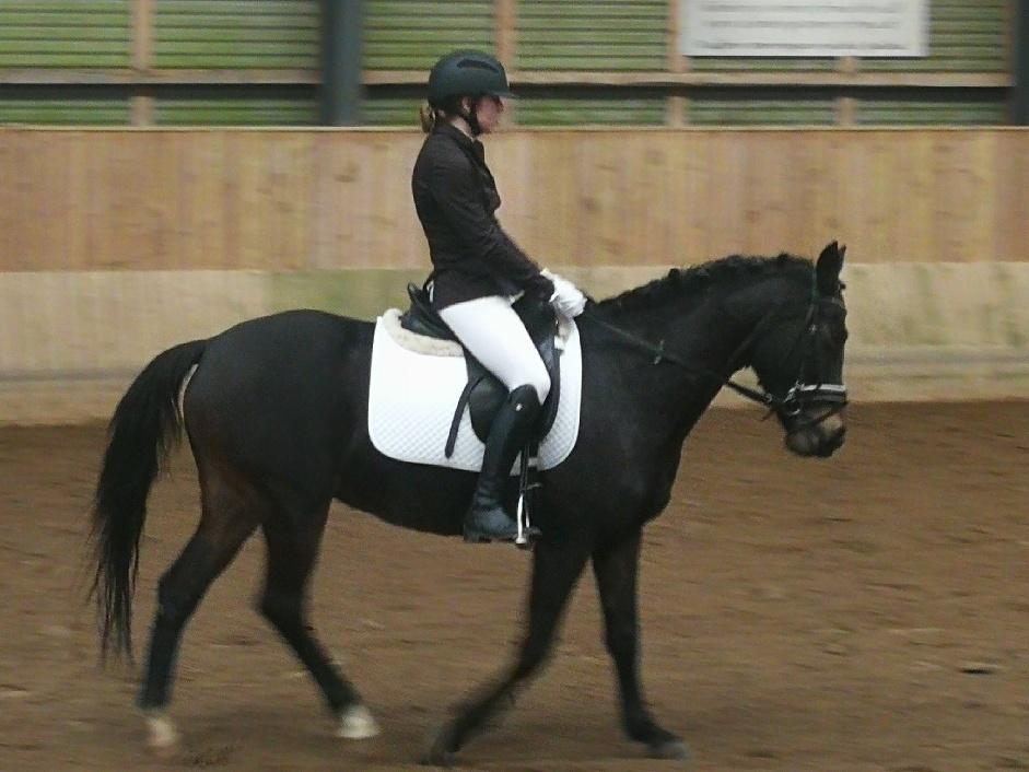 Tysk Sportspony | Etna | *Lille Pigen* |  billede 18