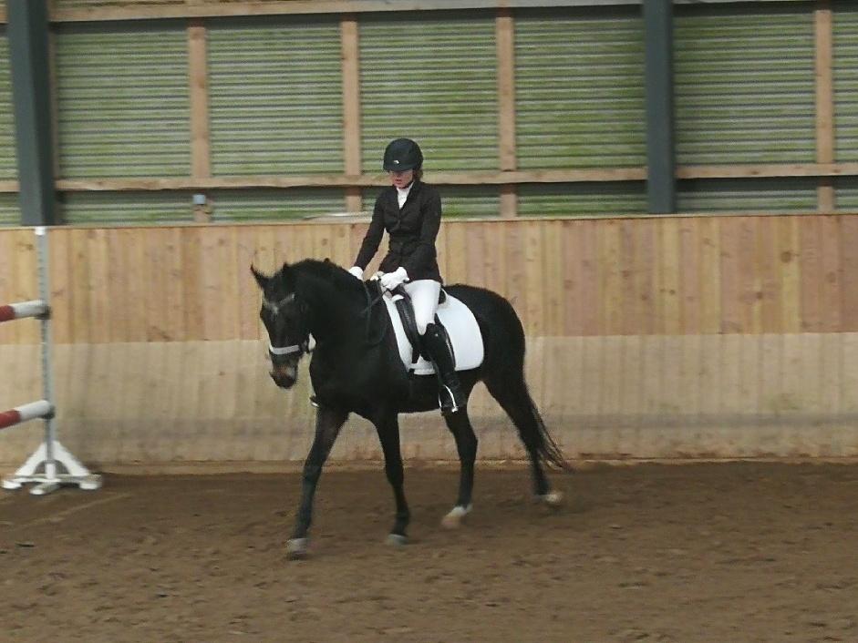 Tysk Sportspony | Etna | *Lille Pigen* |  billede 19