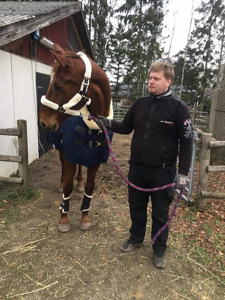 Dansk Varmblod Tusindfryd Himmelhest  billede 4