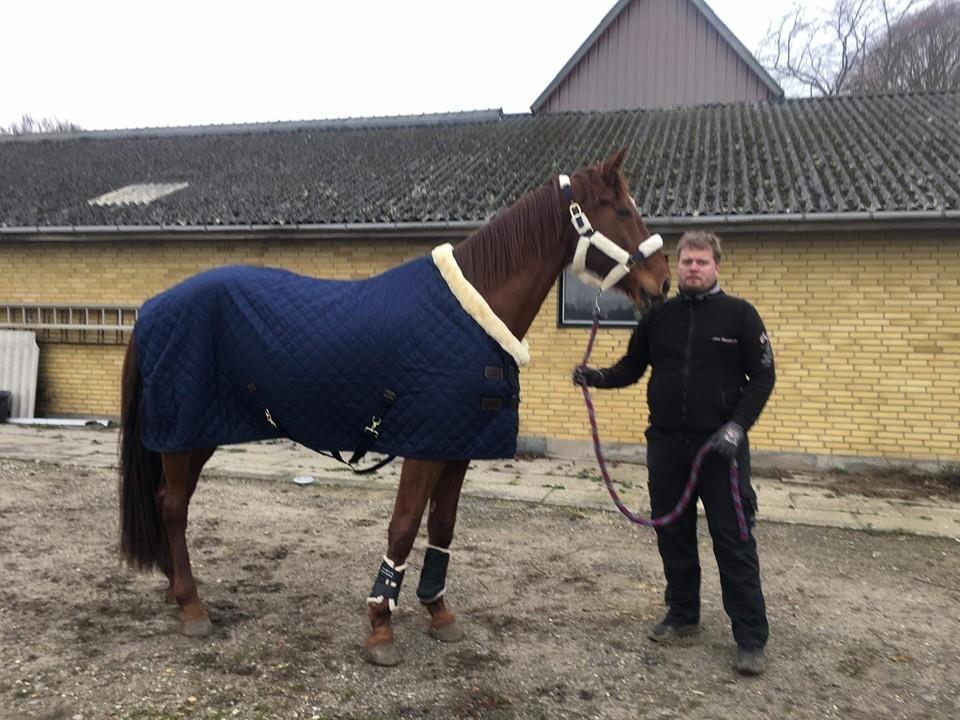 Dansk Varmblod Tusindfryd Himmelhest  billede 16