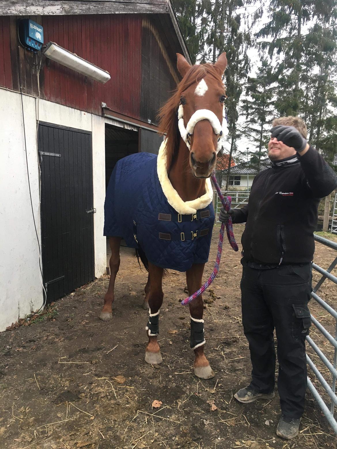 Dansk Varmblod Tusindfryd Himmelhest  billede 13