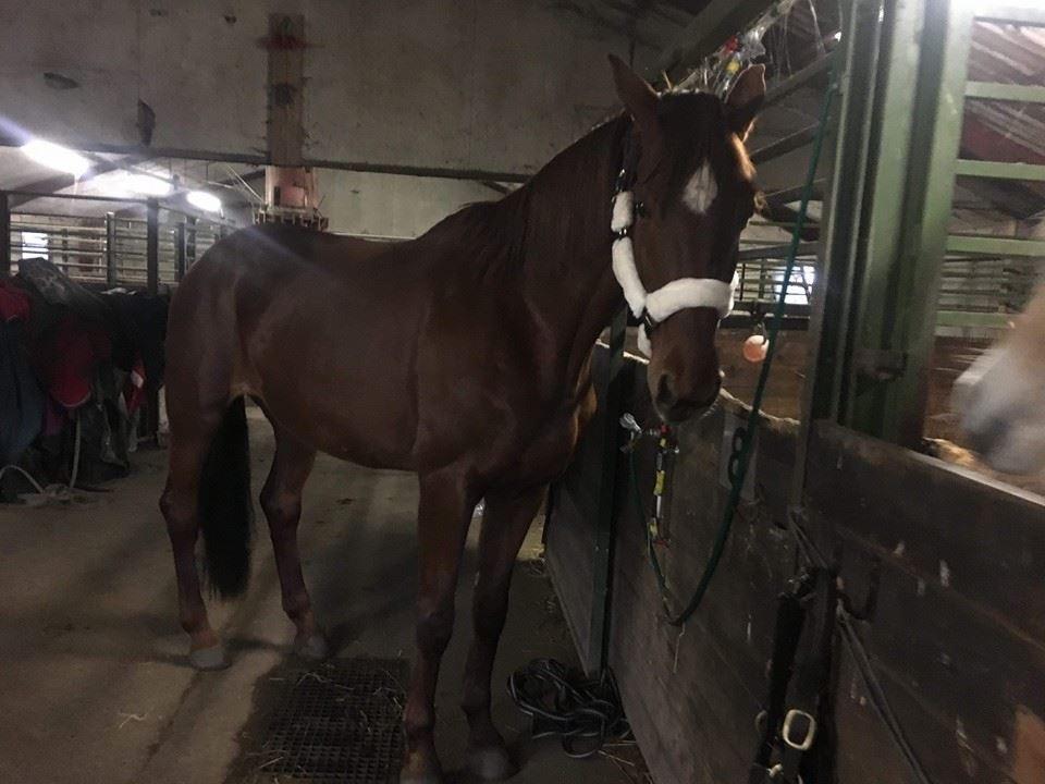 Dansk Varmblod Tusindfryd Himmelhest  billede 15