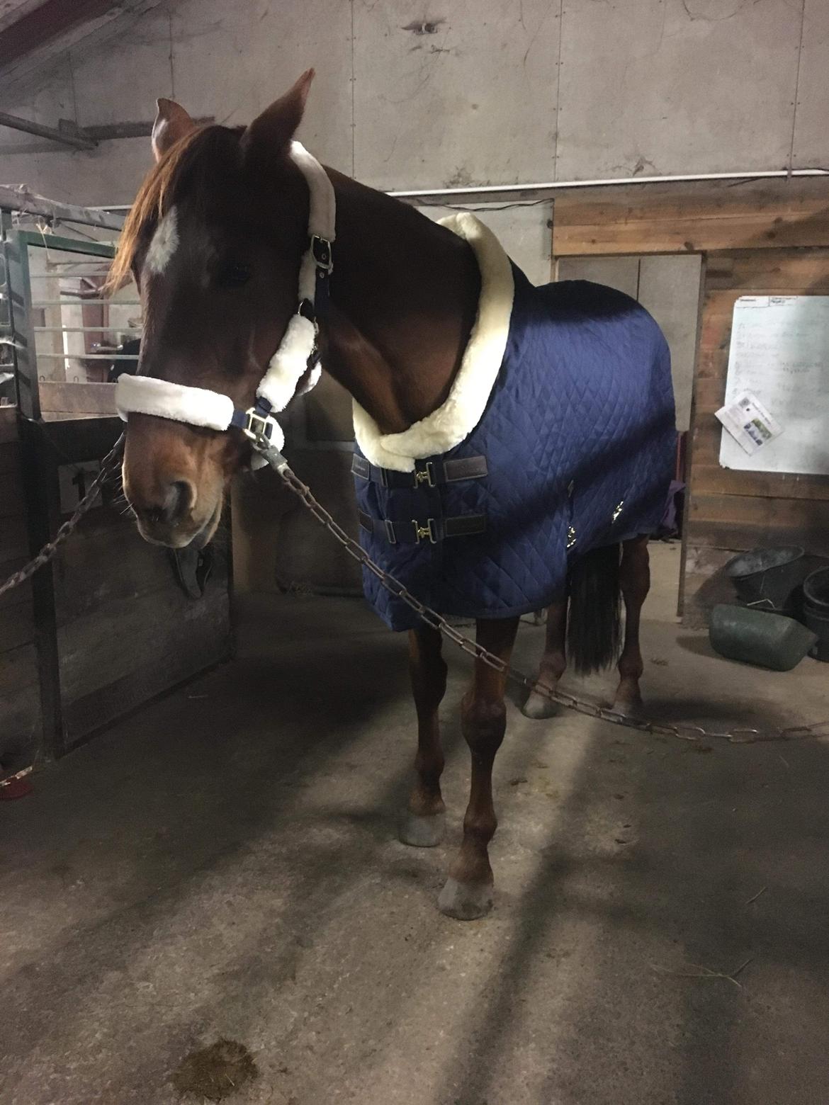 Dansk Varmblod Tusindfryd Himmelhest  billede 8