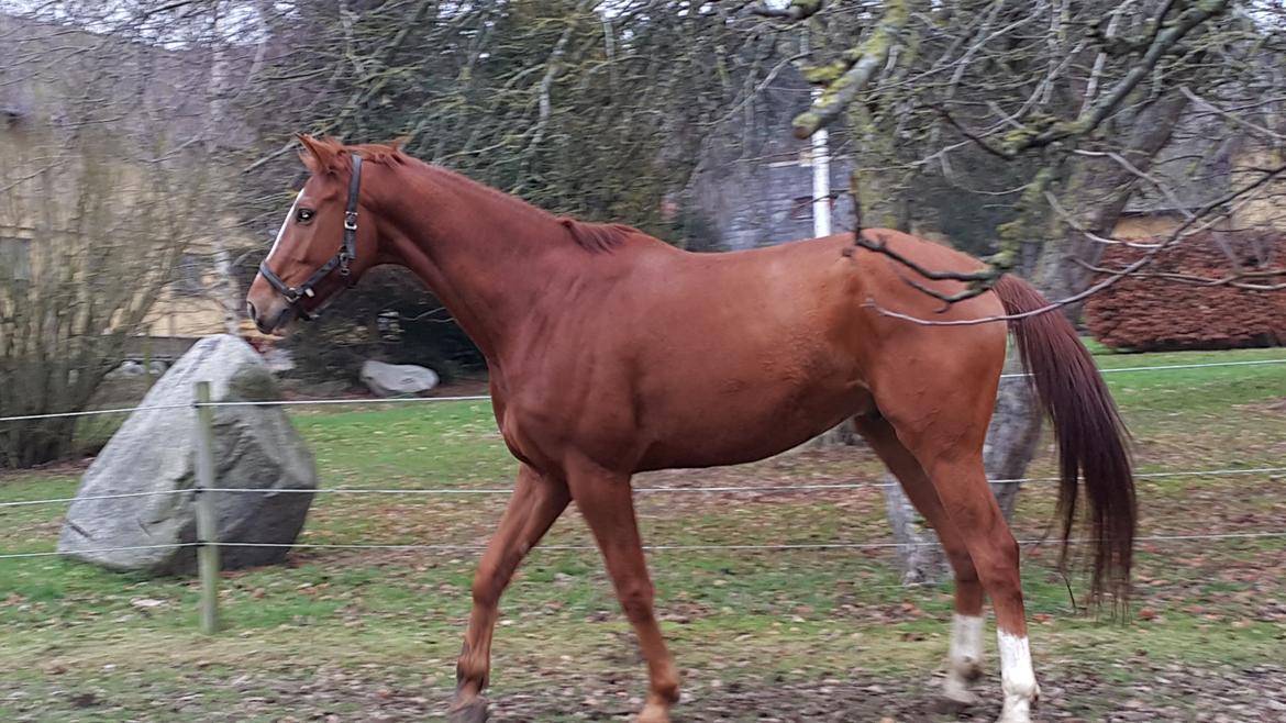 Dansk Varmblod Fauerholt's zar     solgt  billede 2