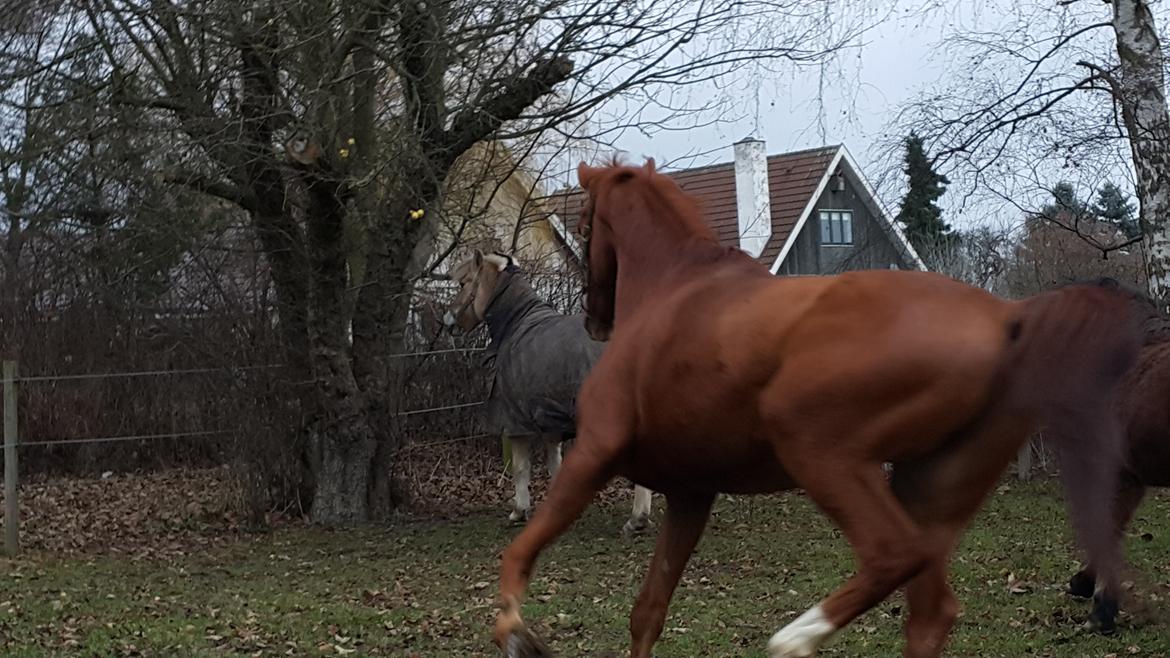 Dansk Varmblod Fauerholt's zar     solgt  billede 3