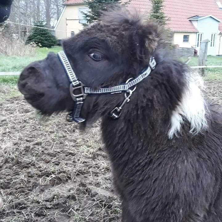 Anden særlig race SV. Troublemaker billede 19