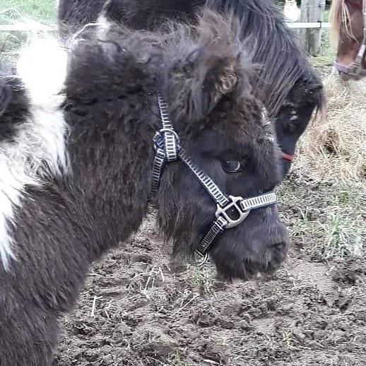 Anden særlig race SV. Troublemaker billede 20