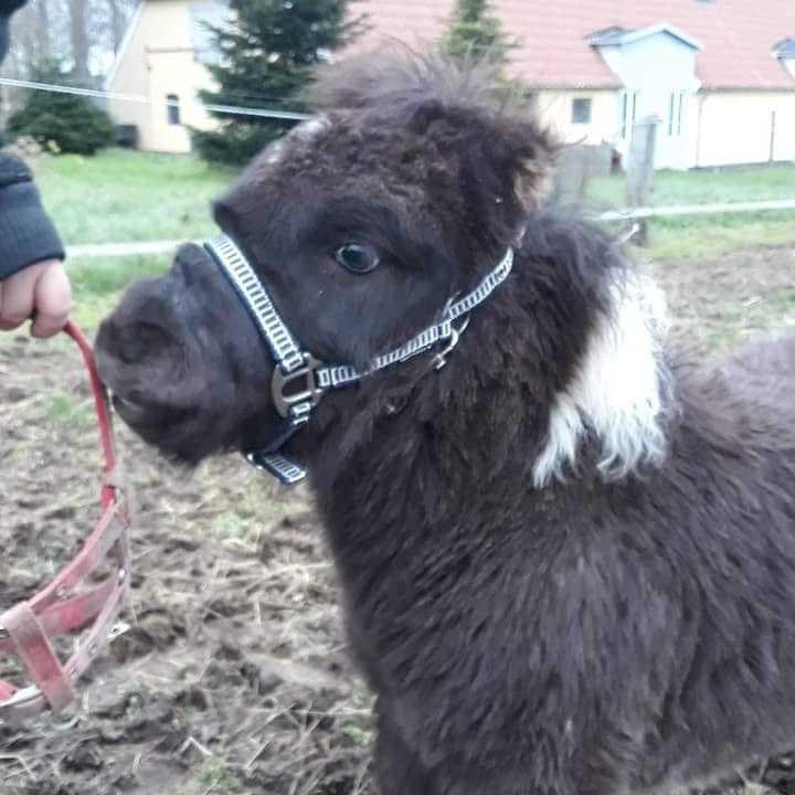 Anden særlig race SV. Troublemaker billede 18