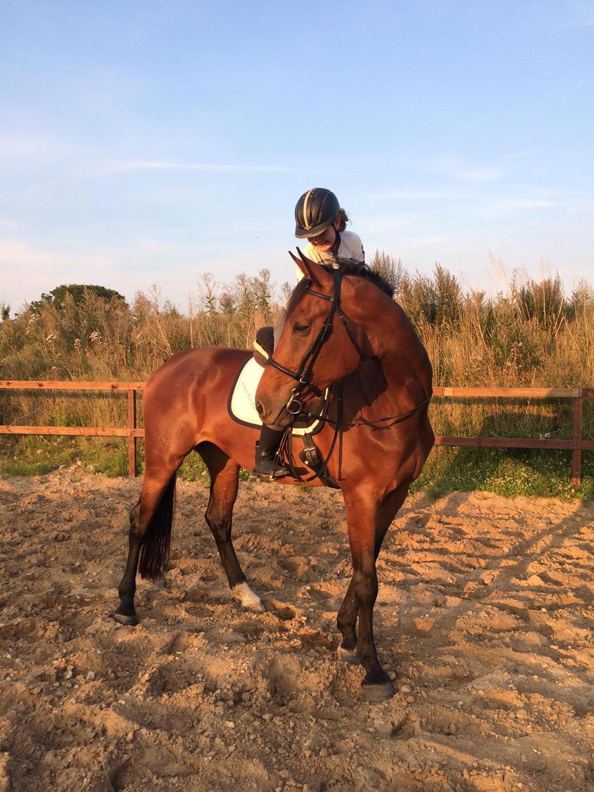 Hollandsk Varmblod Gumosa billede 1