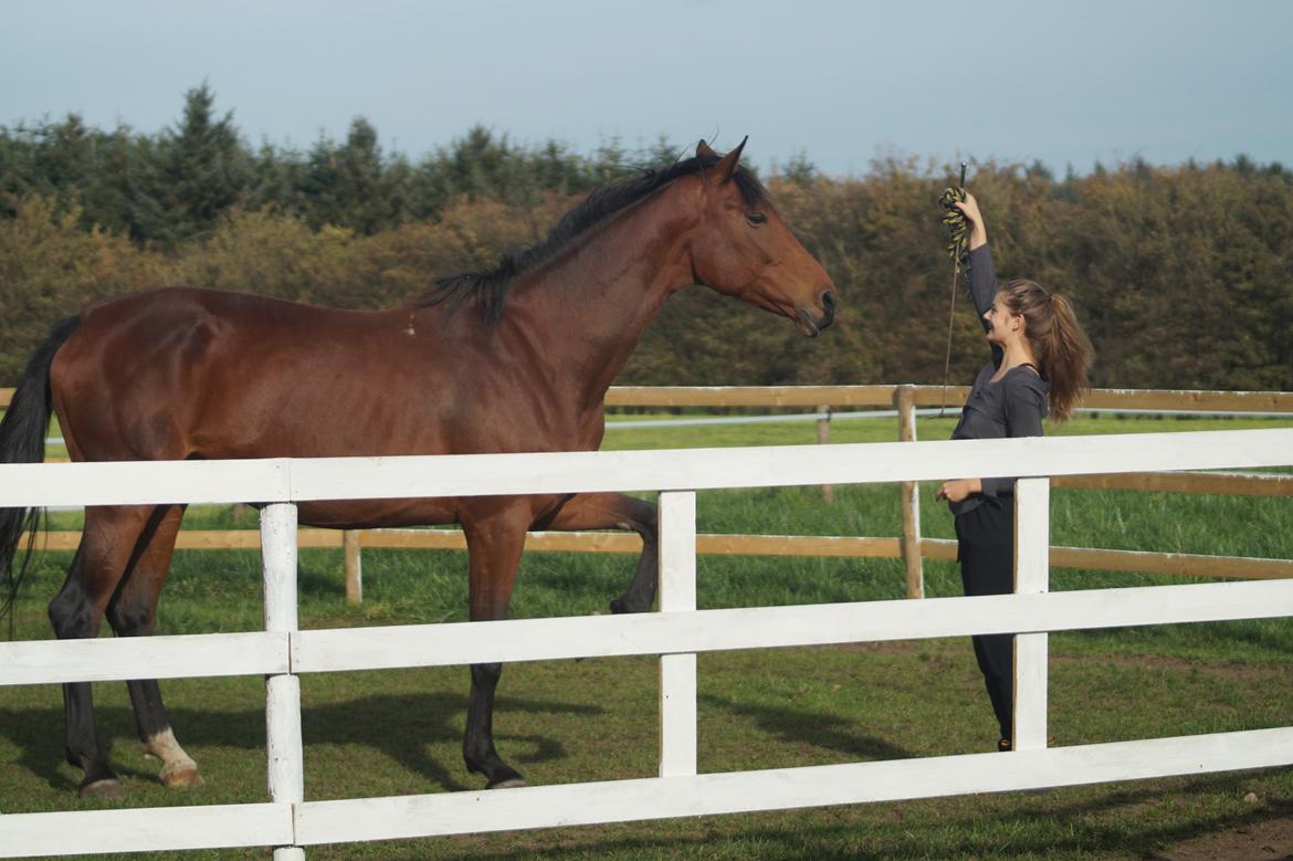 Hollandsk Varmblod Gumosa billede 4