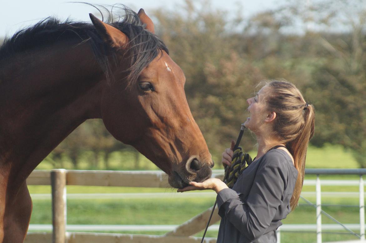 Hollandsk Varmblod Gumosa billede 7