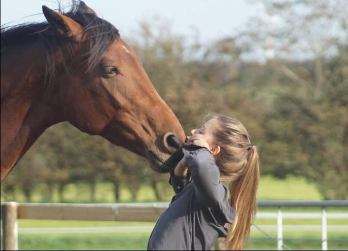 Hollandsk Varmblod Gumosa billede 5