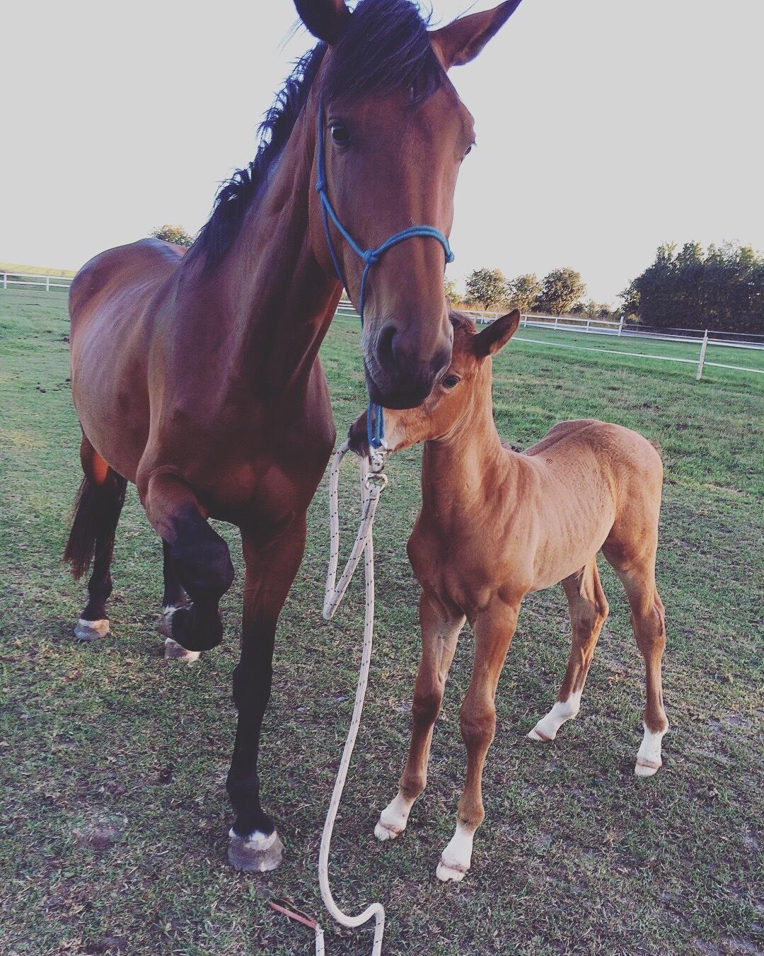 Hollandsk Varmblod Gumosa billede 3