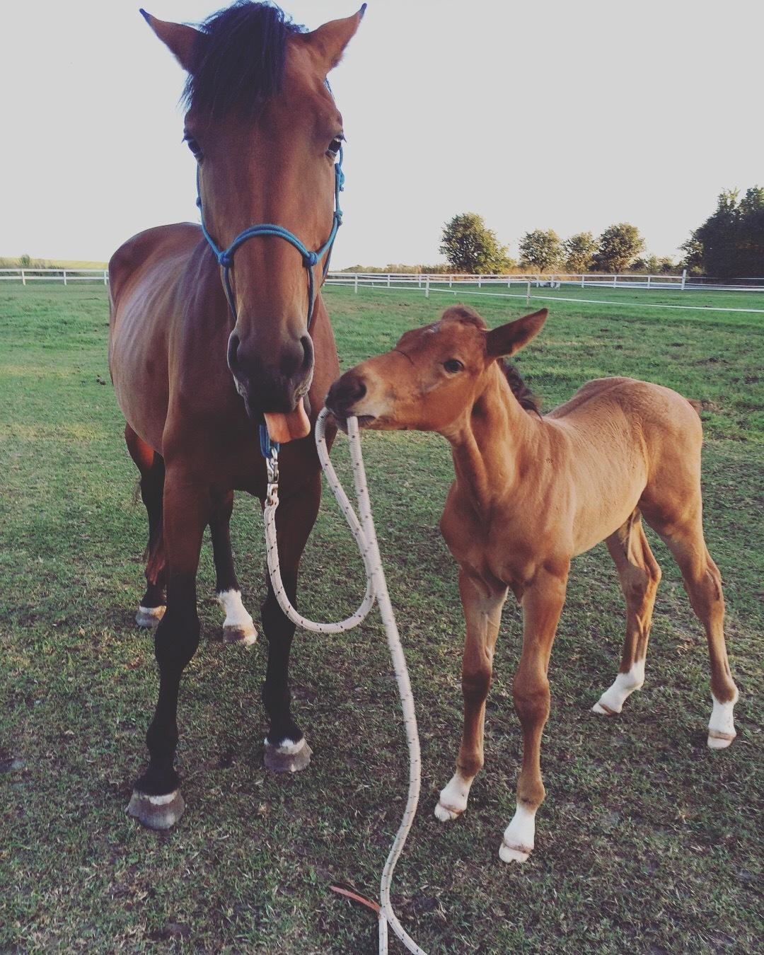 Hollandsk Varmblod Gumosa billede 6