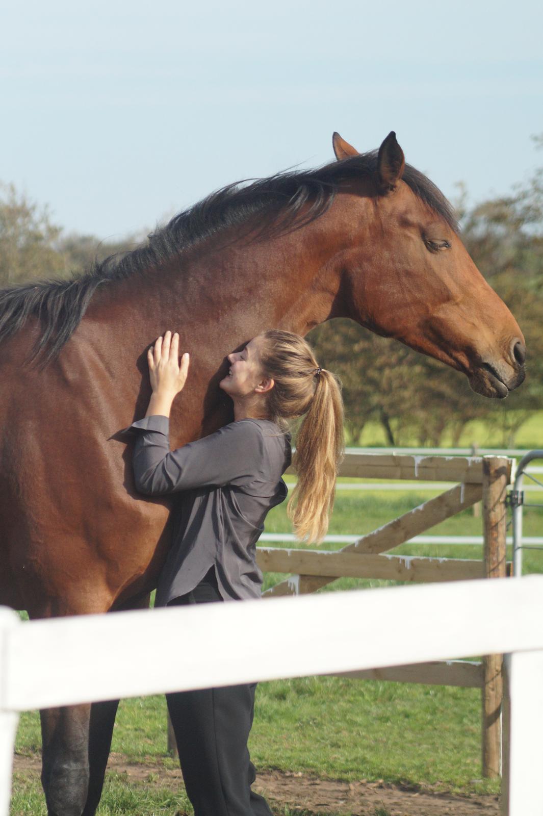 Hollandsk Varmblod Gumosa billede 2