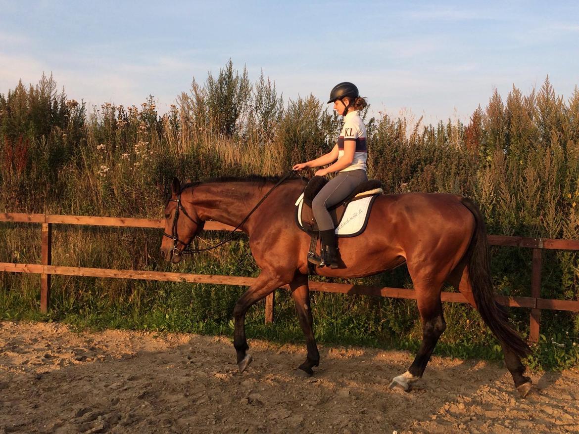 Hollandsk Varmblod Gumosa billede 8