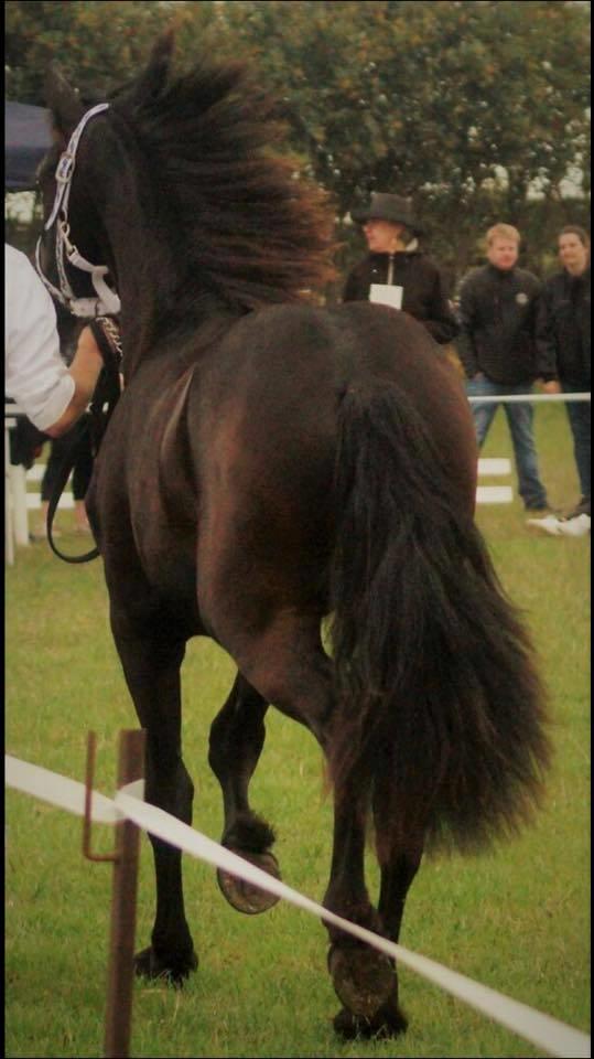 Frieser Dancing Queen  (Liske) billede 3