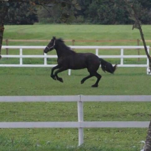 Frieser Dancing Queen  (Liske) billede 4