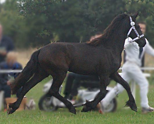 Frieser Dancing Queen  (Liske) billede 5