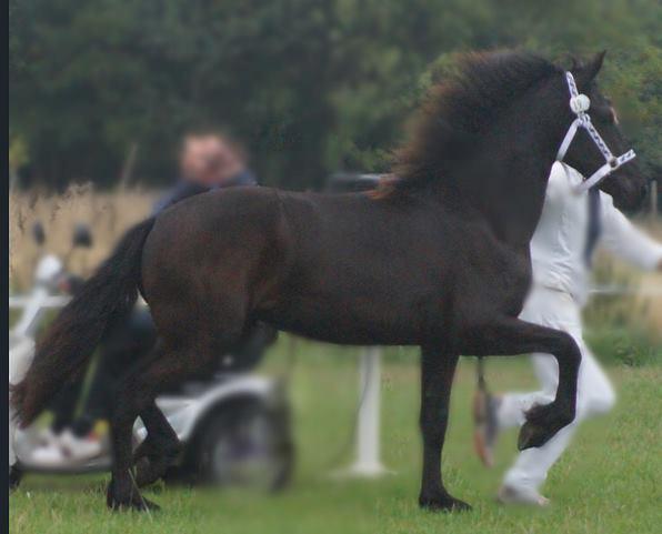 Frieser Dancing Queen  (Liske) billede 6