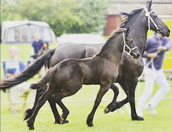 Frieser Dancing Queen  (Liske) billede 7