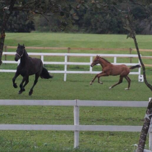 Frieser Dancing Queen  (Liske) billede 8