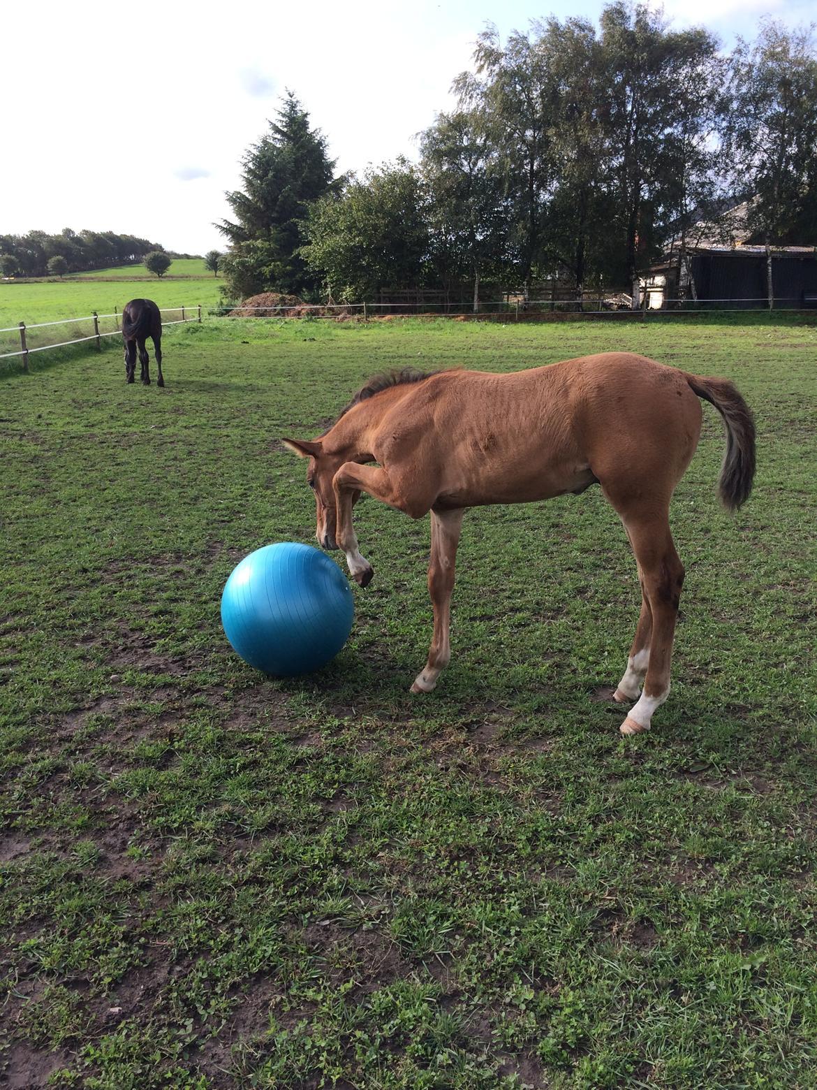 Hollandsk Varmblod Napoleon billede 1